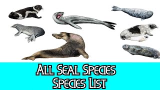 All Seal Species  Species List [upl. by Ainitsirc]