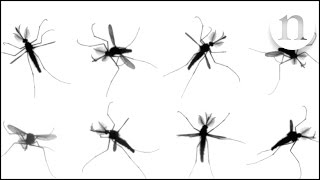 The mystery of mosquito flight [upl. by Eninnej]