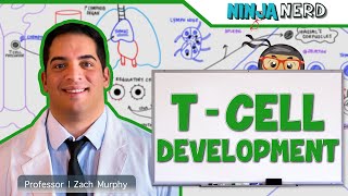 Immunology  T Cell Development [upl. by Gnus]