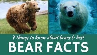 Bears 7 Facts about Wild Predators Grizzly Brown and Polar Bear [upl. by Annairt]