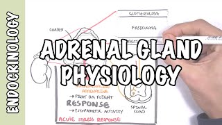 Endocrinology  Adrenal Gland Hormones [upl. by Rizika665]