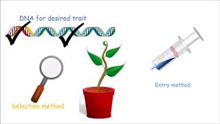 How to Make a Genetically Modified Plant [upl. by Dukey]