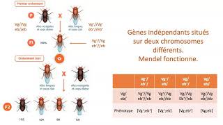 Gènes indépendants gènes liés avec ou sans Crossing over [upl. by Viguerie]