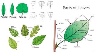 Plant Anatomy and Morphology [upl. by Acinnor649]