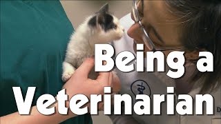 Being a Veterinarian  The Friday Zone  WTIU  PBS [upl. by Osei258]