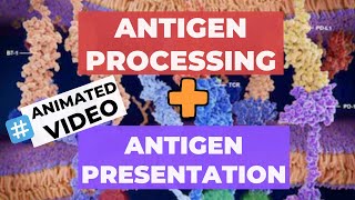 Antigen Processing and Presentation ANIMATION  Exogenous Pathway amp Endogenous Pathway [upl. by Yniatirb33]