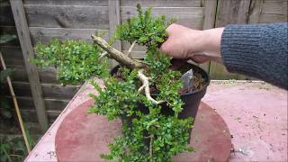 Shrubby Honeysuckle Lonicera Nitida Bonsai April 2019 [upl. by Minor]