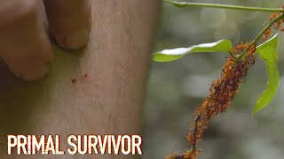 Attacked By ARMY ANTS  Primal Survivor [upl. by Ab]