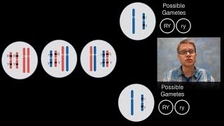 Chromosomal Inheritance [upl. by Bigot846]