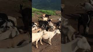 Cross breeding native goats with anglo nubian goats [upl. by Feldman]