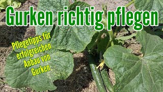 Gurken pflege im Sommer Gurkenpflanzen pflegen gießen düngen Standort Ernte [upl. by Yenalem]