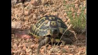 The Hermanns tortoise Testudo hermanni [upl. by Aiek]