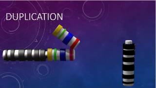 CHROMOSOMAL STRUCTURE DELETIONS DUPLICATIONS TRANSLOCATIONS INVERSIONS [upl. by Kcirdneh299]