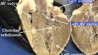 Sheep Heart Dissection  Part 2 [upl. by Aloiv363]