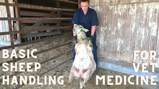 Basic Sheep Handling for the Veterinary Technician [upl. by Sakul]