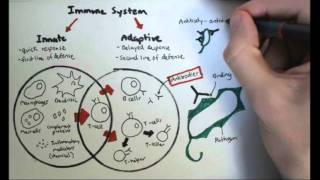 Immunology Overview [upl. by Davis293]