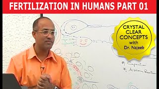 Fertilization in Humans  Conception  Embryology  18 [upl. by Anicul]