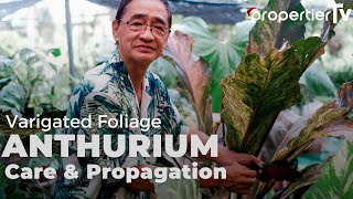 Foliage Anthurium Care and Propagation Tips For Lush Big Healthy Plants [upl. by Avitzur447]