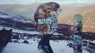 GIANT MALAMUTE FROM A TINY PUPPY  OUR FAVOURITE MEMORIES [upl. by Eyk]