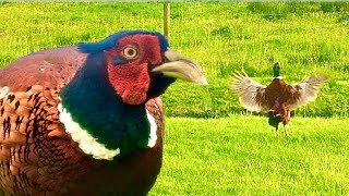 RingNecked Pheasant Crowing  Territorial Call [upl. by Nahtiek379]