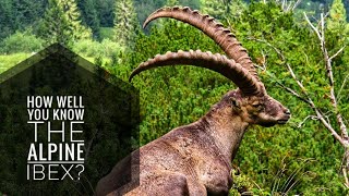 Alpine Ibex  Description Characteristics and Facts [upl. by Rayner996]