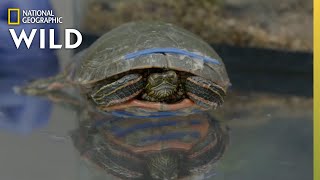 A Turtle With a Cracked Shell  Heartland Docs DVM [upl. by Kcirddot]