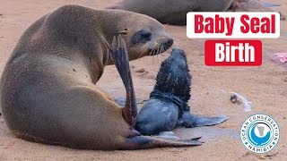 Baby Seal Live Birth [upl. by Haimrej375]