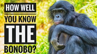 Bonobo  Description Characteristics and Facts [upl. by Gaskin313]