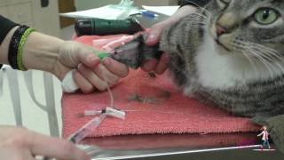 How to place an intravenous IV catheter  VETgirl Veterinary CE Videos [upl. by Allrud]