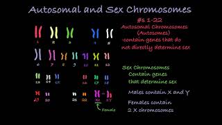 Reading Karyotypes [upl. by Tatianna]