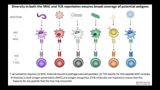 Lecture 3b Antigen Presentation [upl. by Fauver]