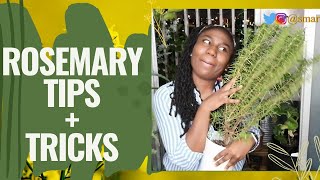 Repotting Rosemary With Six Smart Tips and Tricks to Care for Rosemary  Tips  Tricks Tuesdays [upl. by Megen]