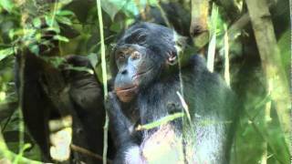 Bonobos  chimpanzees gentle cousins [upl. by Alleram]