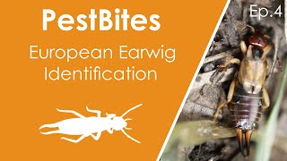 European earwig identification and life cycle  PestBites by Cesar [upl. by Assirrac]