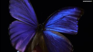 La lumière du morpho [upl. by Ecineg]