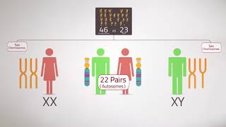 Everything you Need to KnowChromosome Analysis Karyotyping [upl. by Naehgem]