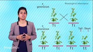 Mendels experiment  Monohybrid Cross  Law of Segregation [upl. by Arbba172]