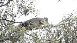 Wild Koalas mating on Koalas amp Kangaroos IN THE WILD tour Melbourne [upl. by Girand]