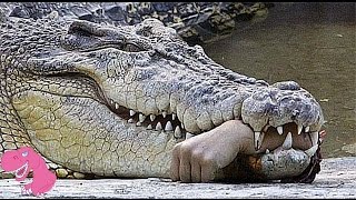 Top 7 Worst Crocodile Attacks on People in Australia [upl. by Garth]