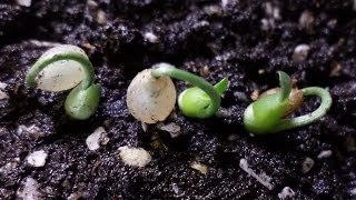 How to grow haemanthus albiflos from seeds [upl. by Ora874]