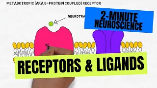 2Minute Neuroscience Receptors amp Ligands [upl. by Maffei]