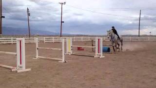 Jumping Percheron  Bounces [upl. by Ais140]