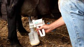 Udderly Ez Milker for Mastitis on Cow [upl. by Shute]