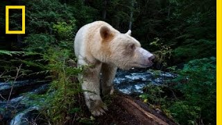 National Geographic Live  Capturing the Spirit Bear  Nat Geo Live [upl. by Nanni]