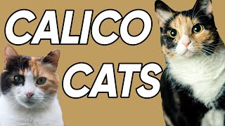 3 Fun and Fascinating Facts About Calicos [upl. by Oakleil334]