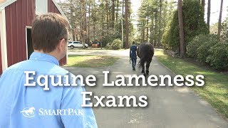 Equine Lameness Exams [upl. by Cassilda]