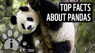 Top 10 Giant Panda Facts  Animal Fun Facts  WWF [upl. by Standford326]