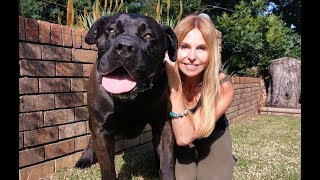 THE BOERBOEL LION DOG  MOST POWERFUL MASTIFF IN SOUTH AFRICA [upl. by Lytle536]