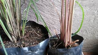 Lemon Grass Tanglad and Citronella Grass Difference with Propagation TipsTagalog [upl. by Narah]