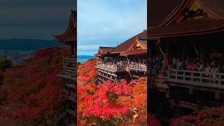 紅葉の終わり🍁清水寺の風景🍁 [upl. by Rock]